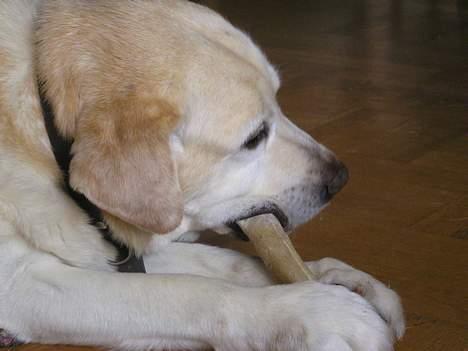 Labrador retriever dandy (lever ikke mere) - umm..lækkert ben billede 11
