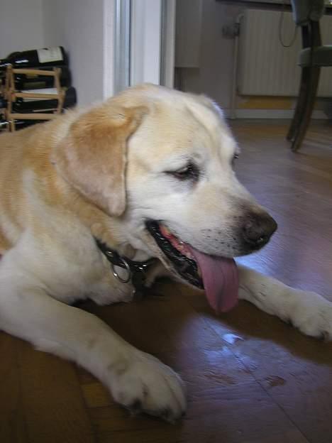 Labrador retriever dandy (lever ikke mere) - så er jeg færdig... billede 12