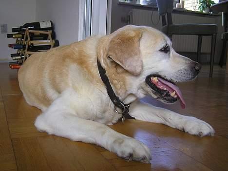 Labrador retriever dandy (lever ikke mere) - hvad skal jeg så lave nu ? billede 13
