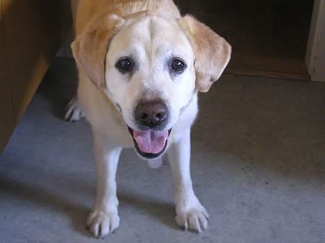 Labrador retriever dandy (lever ikke mere) - her har du mg...(du kan ikke få nok hehe) billede 14