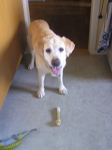 Labrador retriever dandy (lever ikke mere) - hej...er det mig du leder efter... billede 15