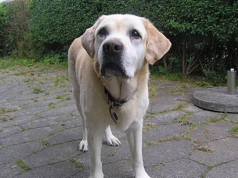 Labrador retriever dandy (lever ikke mere) - hmm...hvad skjuler hun for mig...(skummelt) billede 16