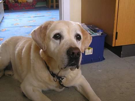 Labrador retriever dandy (lever ikke mere) - har du godbider ? billede 17
