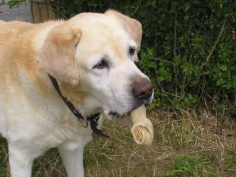 Labrador retriever dandy (lever ikke mere) - cigar...hehe billede 18