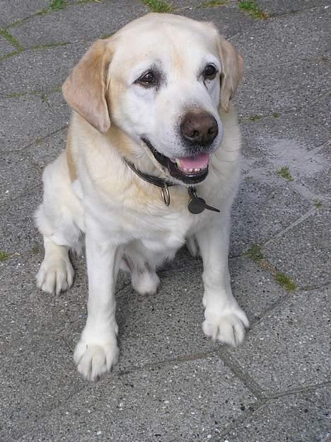 Labrador retriever dandy (lever ikke mere) - hmm..hvem er det der kommer der ? billede 19