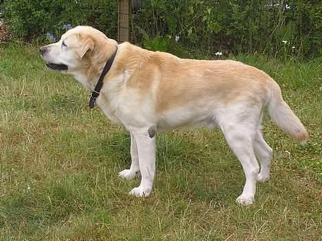 Labrador retriever dandy (lever ikke mere) - som en hund der skulle til konkurence... billede 20