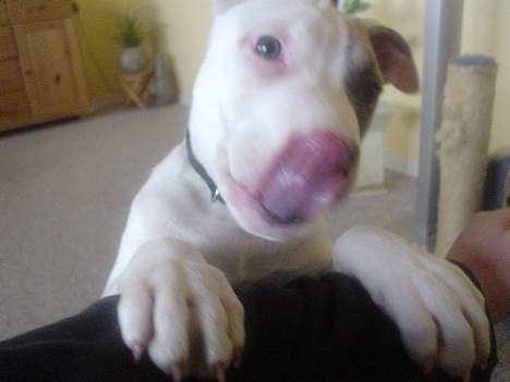 Amerikansk staffordshire terrier Frieda - pas på jeg slikker,he-he.... billede 11