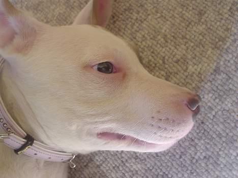 Amerikansk staffordshire terrier Frieda - Grisen Frieda,GGG...... billede 12