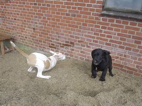 Amerikansk staffordshire terrier Frieda - leger med Bastian,vi er næsten lige gamle.. billede 13