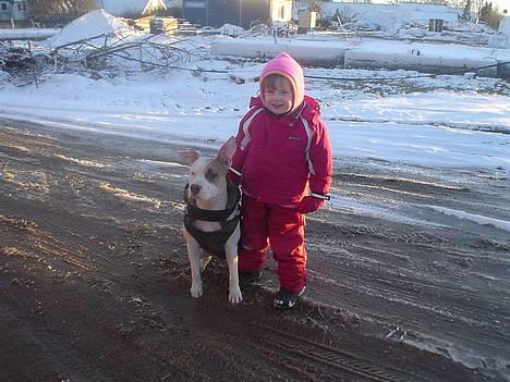 Amerikansk staffordshire terrier Frieda - Frieda og hendes legekammerat Joy,Frieda har fået øje på en kat så Joy gør alt hva hun kan for at holde hende.. billede 14