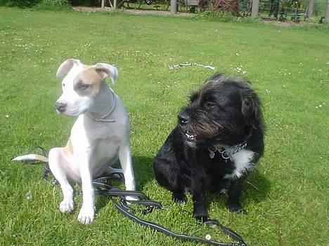 Amerikansk staffordshire terrier Frieda - Frieda Og Mille billede 15