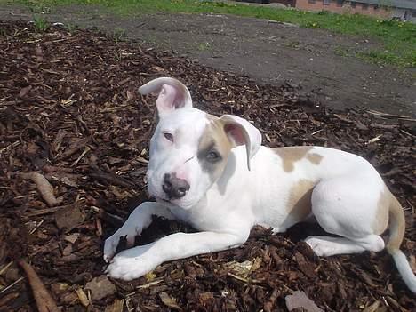 Amerikansk staffordshire terrier Frieda - ¨4 mdr gl. billede 16