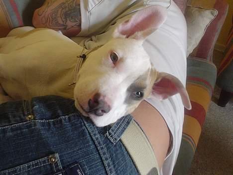 Amerikansk staffordshire terrier Frieda - gaaaaab,jeg er træt,så sover lige lidt sammen med min ¨far billede 17