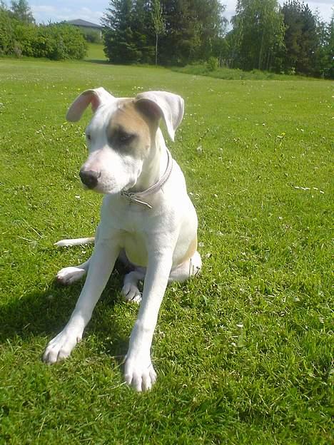 Amerikansk staffordshire terrier Frieda - 4 mdr gl. sidder lige pænt til ære for fotografen billede 18