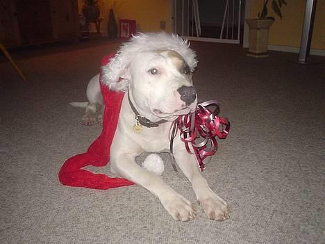 Amerikansk staffordshire terrier Frieda - så er det juletid.. billede 19