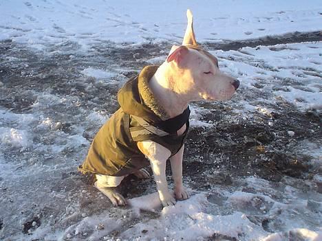 Amerikansk staffordshire terrier Frieda - her er jeg så i min nye vinter frakke,uha hvor er det koldt om vinteren.. billede 20