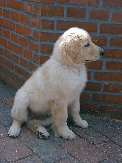 Hovawart Balder - Mors vagthund billede 5