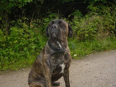 Cane corso Rocca (Connie Fee Fee) Far vel min smukke ven, du  - hva`er det for en lugt??!! billede 1