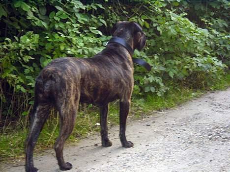 Cane corso Rocca (Connie Fee Fee) Far vel min smukke ven, du  - hvem kommer??!! billede 3