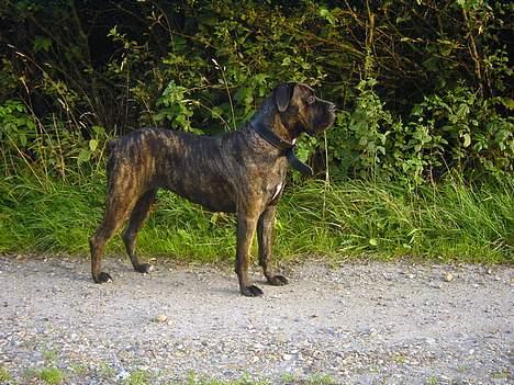 Cane corso Rocca (Connie Fee Fee) Far vel min smukke ven, du  - kommer de herhen??!! billede 4