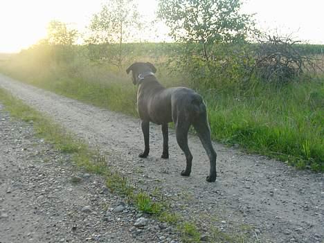 Cane corso Rocca (Connie Fee Fee) Far vel min smukke ven, du  - morgenstund har guld i mund........ det burde være et stort ben!! billede 5