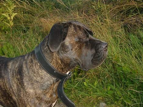 Cane corso Rocca (Connie Fee Fee) Far vel min smukke ven, du  - powernapping!!!! billede 6