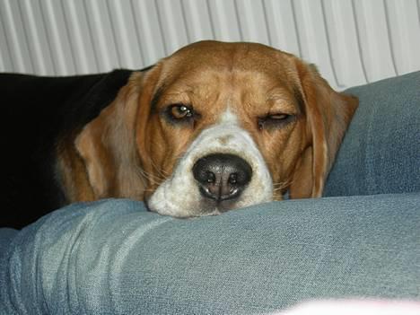 Beagle Nikolaj billede 16