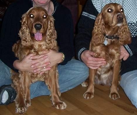 Cocker spaniel Lucy - Her er Lucy sammen med sin kusine Molly billede 12