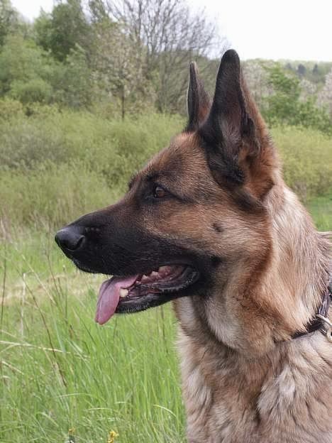 Schæferhund Sasha - Sasha på tur, vi var på tur med melinco (min pony oprettet) billede 1