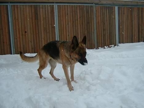Schæferhund Sasha - hun ser så sjov ud..... (((total skør)))) billede 2
