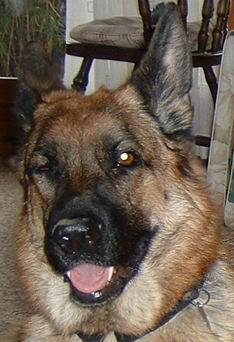 Schæferhund Sasha - jaer... hva så?? billede 3