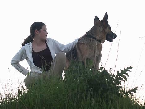 Schæferhund Sasha - mig og sasha, på vej hjem fra stalden billede 4