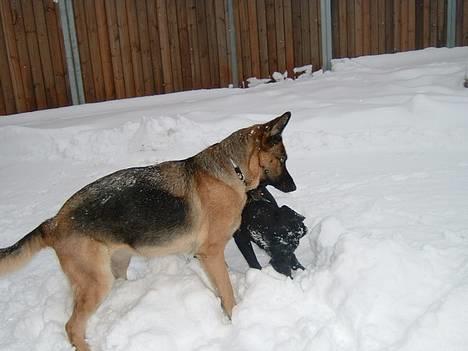 Schæferhund Sasha - sasha og hendes bedste veninde sara, de lege... de slogs ikke det er bare sasha der er lidt skør (((måske lidt voldelig?))) billede 5