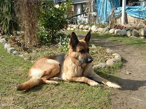 Schæferhund Sasha - flotte sasha billede 6