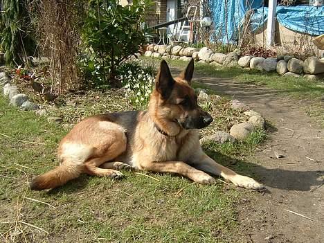 Schæferhund Sasha - igen billede 7