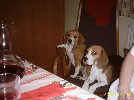 Beagle Gunhild - Her er Gunhild med sin gode veninde Bella :-) billede 7