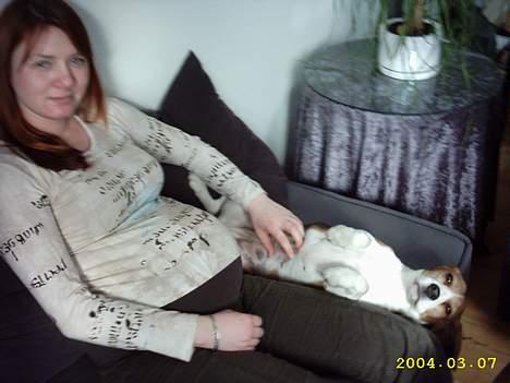 Beagle Gunhild - Jeg er gravid men Gunhild synes det er hyggeligt at nusse.. billede 8