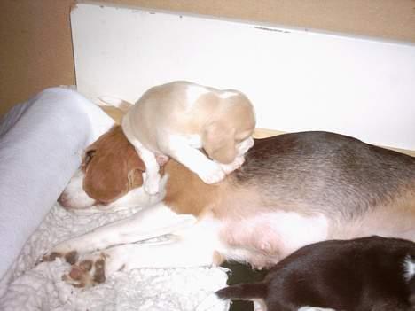 Beagle Gunhild - Man skal være tålmodig som mor *s* billede 10