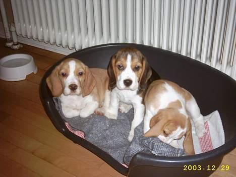 Beagle Gunhild - Her er nogle af Gunhilds hvalpe kort inden de blev solgt billede 11