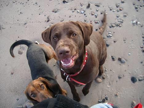Blanding af racer Maggie - d. 9/12-05 på stranden billede 11