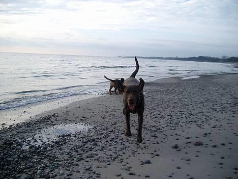 Blanding af racer Maggie - d. 9/12-05 på stranden billede 12