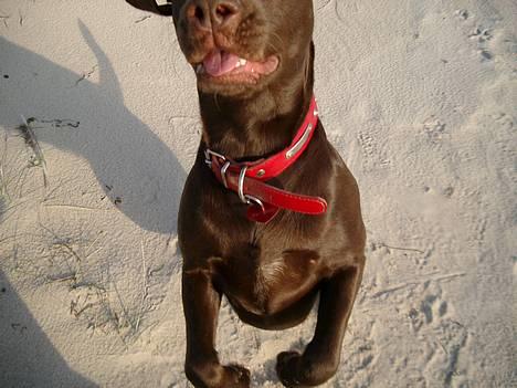 Blanding af racer Maggie - d. 9/12-05 på stranden billede 13