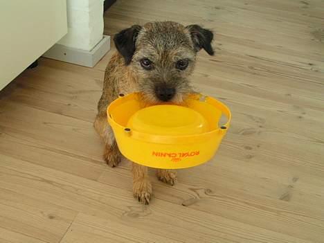 Border terrier Charlie - Undskyld men..... jeg er altså lidt sulten........ billede 8