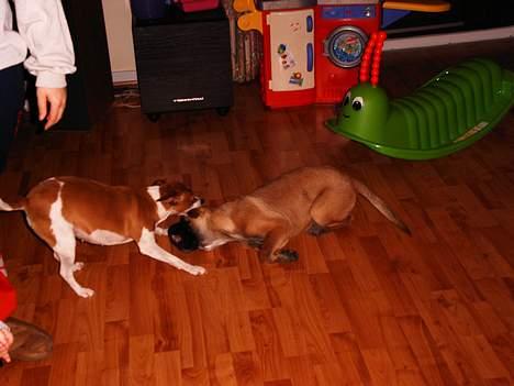 Cane corso Campo Di Cavello (Sussi) billede 12