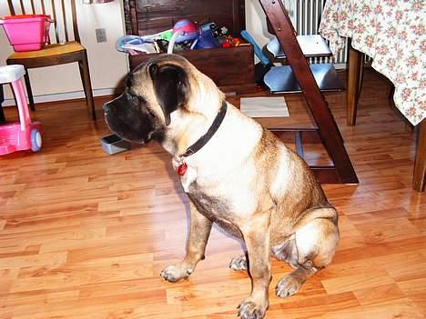 Cane corso Campo Di Cavello (Sussi) billede 13