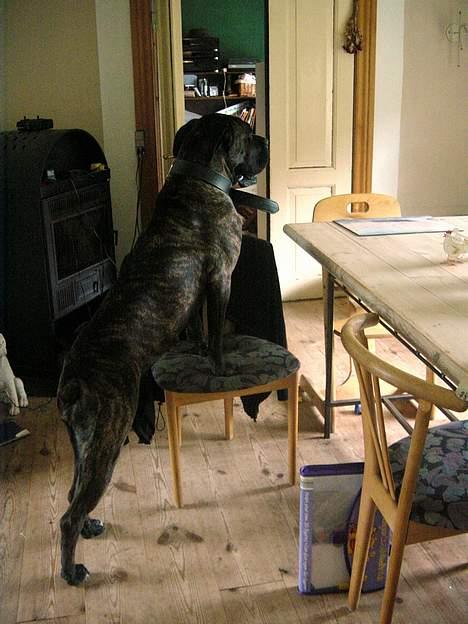 Cane corso Rocca (Connie Fee Fee) Far vel min smukke ven, du  - hvor sagde du der var mad ? ? ! ! billede 7
