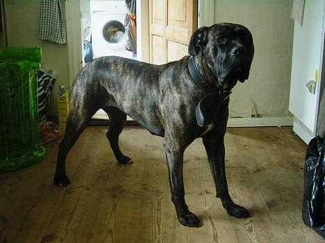 Cane corso Rocca (Connie Fee Fee) Far vel min smukke ven, du  - jeg ved det .....   jeg er smuk ! ! !  billede 8