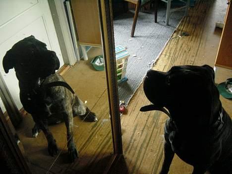 Cane corso Rocca (Connie Fee Fee) Far vel min smukke ven, du  - damn i`m pretty ! ! !  billede 10