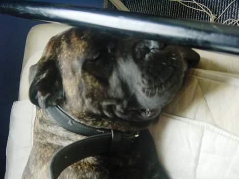 Cane corso Rocca (Connie Fee Fee) Far vel min smukke ven, du  - jeg sover i simons seng hi hi ....... billede 11