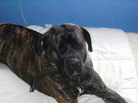 Cane corso Rocca (Connie Fee Fee) Far vel min smukke ven, du  - arh du lad mig nu ligge jeg sir det ikk til nogen, please .................. ØV ! ! ! ! billede 12